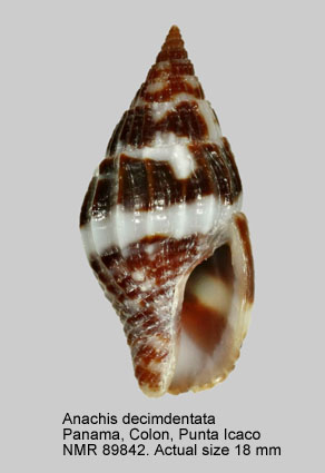 Anachis decimdentata.jpg - Anachis decimdentata Pilsbry & Lowe,1932